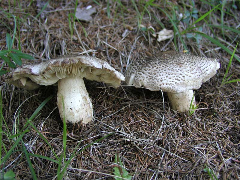 Tricholoma  pardinum/tigrinum.